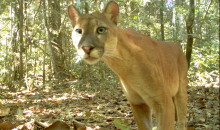 Parque Nacional del Manu es el lugar con mayor biodiversidad del mundo