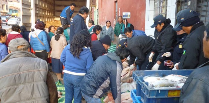 En fiesta de Todos los Santos incautaron 20 kilos de carne de cerdo con cisticercos