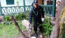 Policía rescata a venado que era atacado por 10 perros en la provincia de Canchis