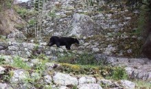 Oso andino sorprende a turistas en Machu Picchu