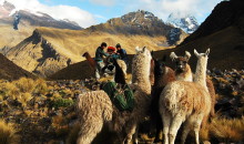 Familias campesinas de Urubamba ofrecen al turismo un paseo a lomo de llama