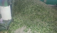 Decomisan más de 500 kilos de hoja de coca en la ruta Kosñipata-Paucartambo
