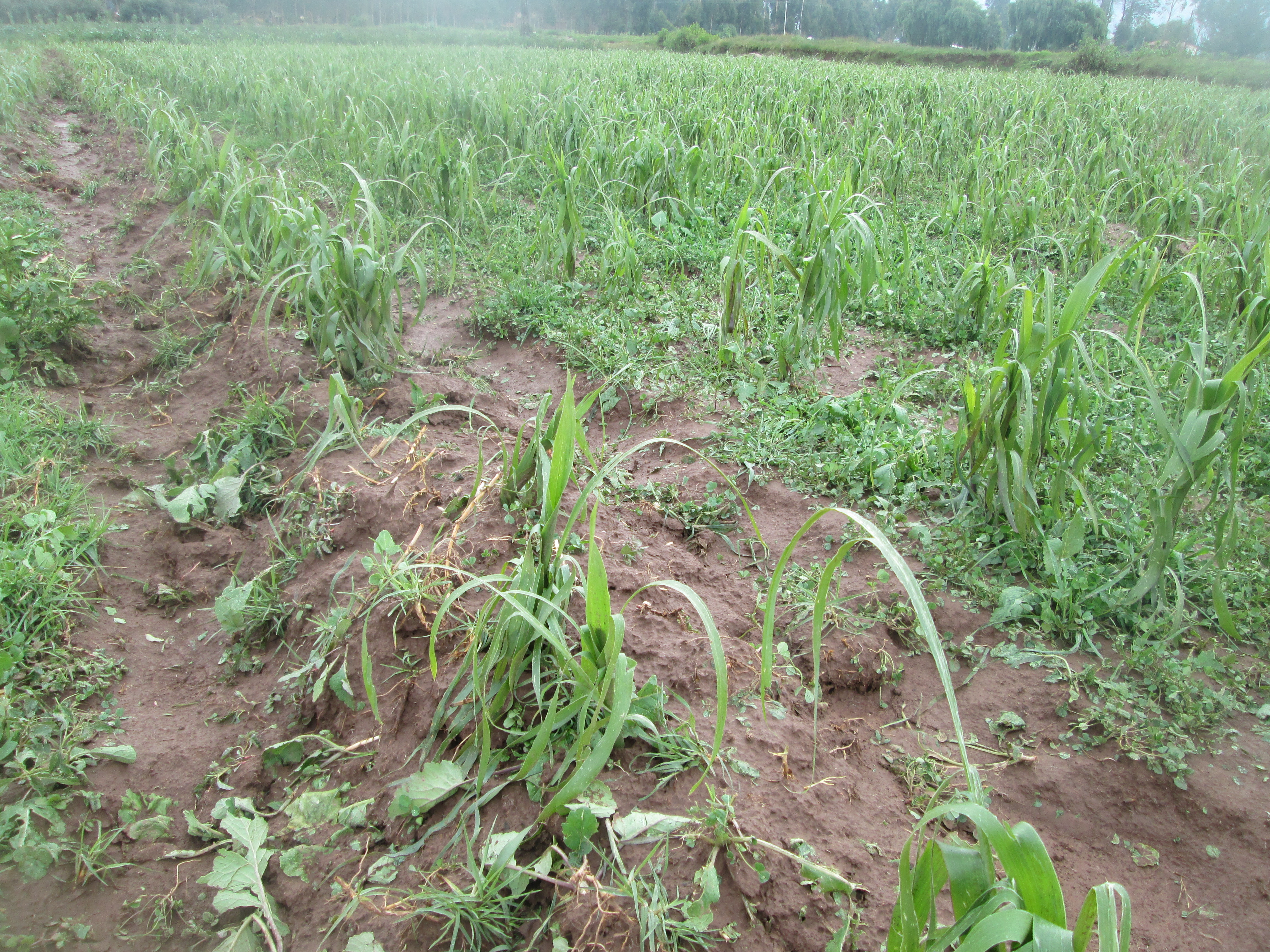 Granizada causó serios daños a la agricultura en la provincia de Anta