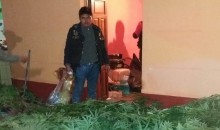 Policía Nacional interviene a dos personas con 444 plantones de marihuana