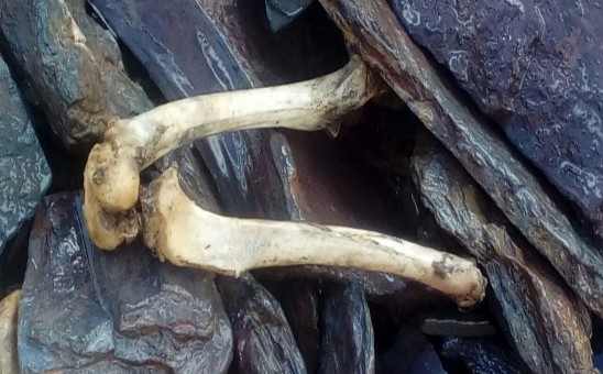 Encuentran restos óseos humanos a orillas del río Vilcanota en Santa María