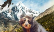Cóndor andino y oso de anteojos en peligro de extinción, junto a otras 10 especies