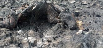 Incendio en WaqraPukara mató decenas de animales y afectó complejo arqueológico