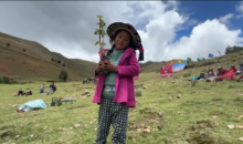 GORE Cusco impulsa Campaña Forestal 2024-2025 con más de 6 millones de plantones en Espinar y Chumbivilcas.