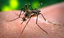Declaran en alerta roja sanitaria la región del Cusco por casos de Chikungunya