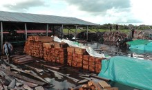 Inmovilizan madera valorizada en un millón y medio de dólares