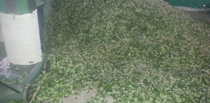 Decomisan más de 500 kilos de hoja de coca en la ruta Kosñipata-Paucartambo