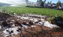Intensa granizada afecta cultivos de maíz en la provincia de Anta [FOTOS]