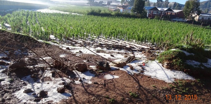 Intensa granizada afecta cultivos de maíz en la provincia de Anta [FOTOS]
