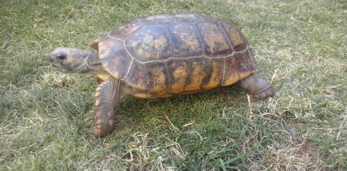 Rescatan tortuga que se encontraba en estado de abandono y pésimas condiciones de salud