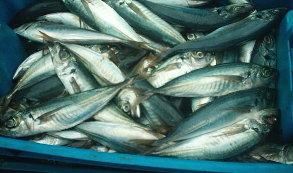Consumo de pescados azules contribuye a elevar el coeficiente intelectual de los niños