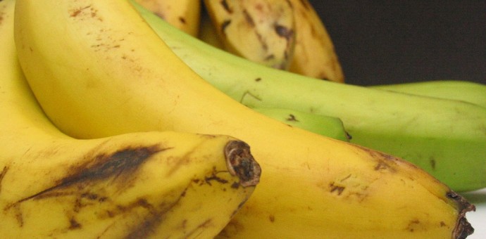 Exportación de plátanos alcanza cifra récord en el 2016