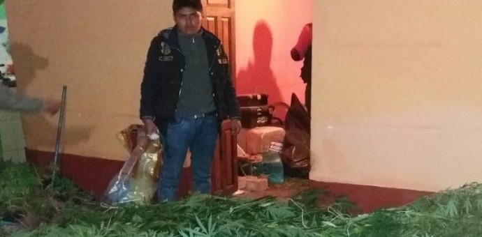 Policía Nacional interviene a dos personas con 444 plantones de marihuana