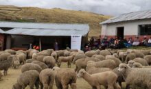 Entregan 215 ovinos para potenciar actividad pecuaria en comunidad de Casa Blanca en Velille