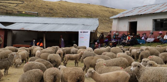 Entregan 215 ovinos para potenciar actividad pecuaria en comunidad de Casa Blanca en Velille