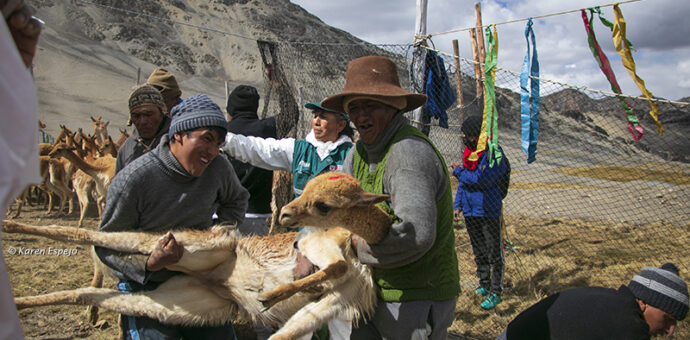 Chaccu de vicuñas en las alturas de la provincia cusqueña de Canchis