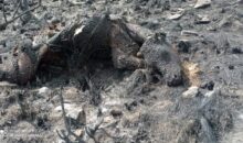 Incendio en WaqraPukara mató decenas de animales y afectó complejo arqueológico