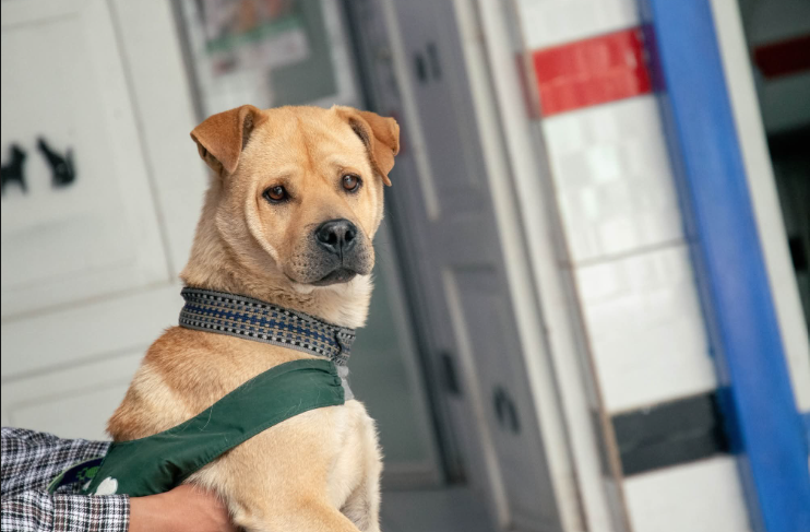 Más de 180 esterilizaciones y 270 adopciones respondables se realizaron en el distrito de Wanchaq